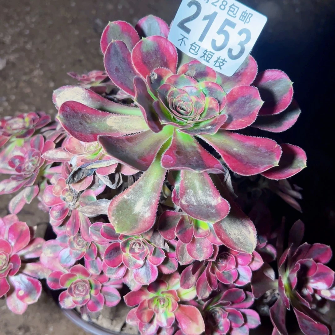 冰淇淋多肉植物2153