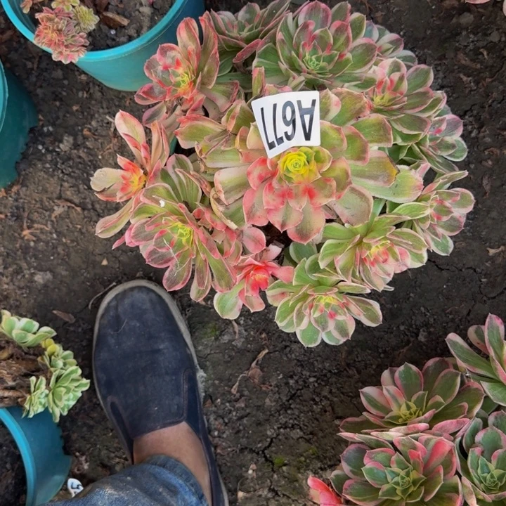 玉芙蓉花30-33包邮花花