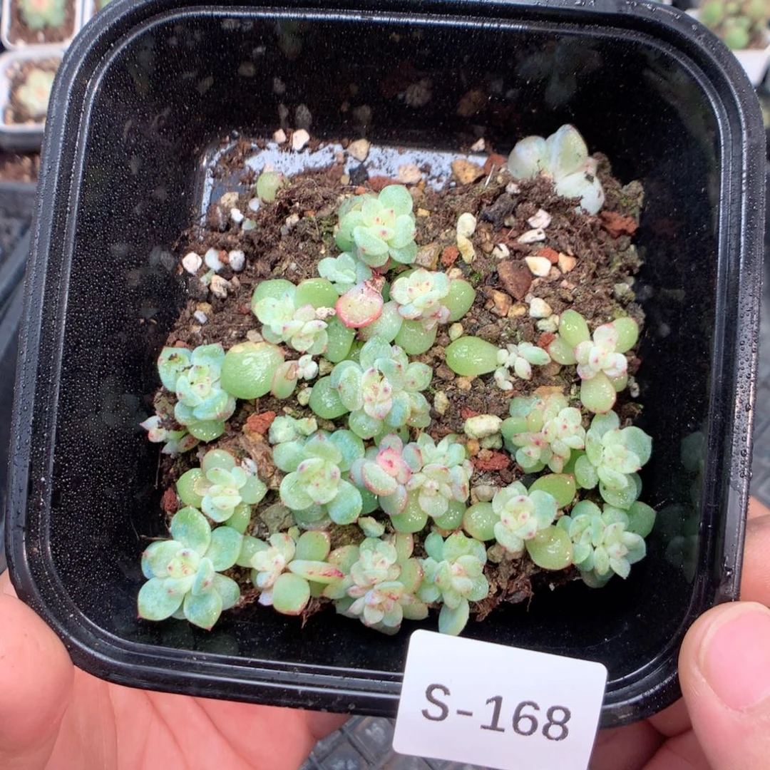 无花朵S168英语英语