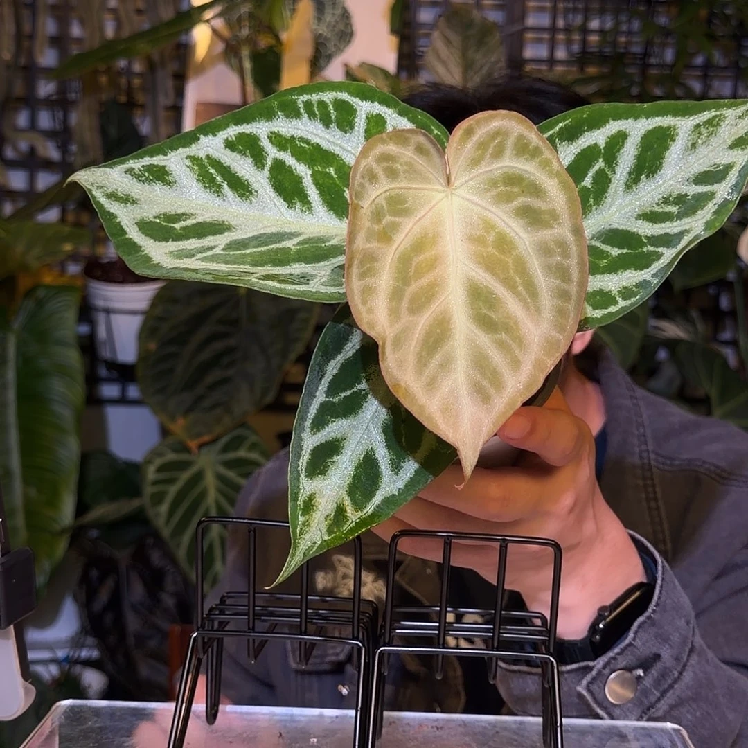 完全开放F151  铜锣烧