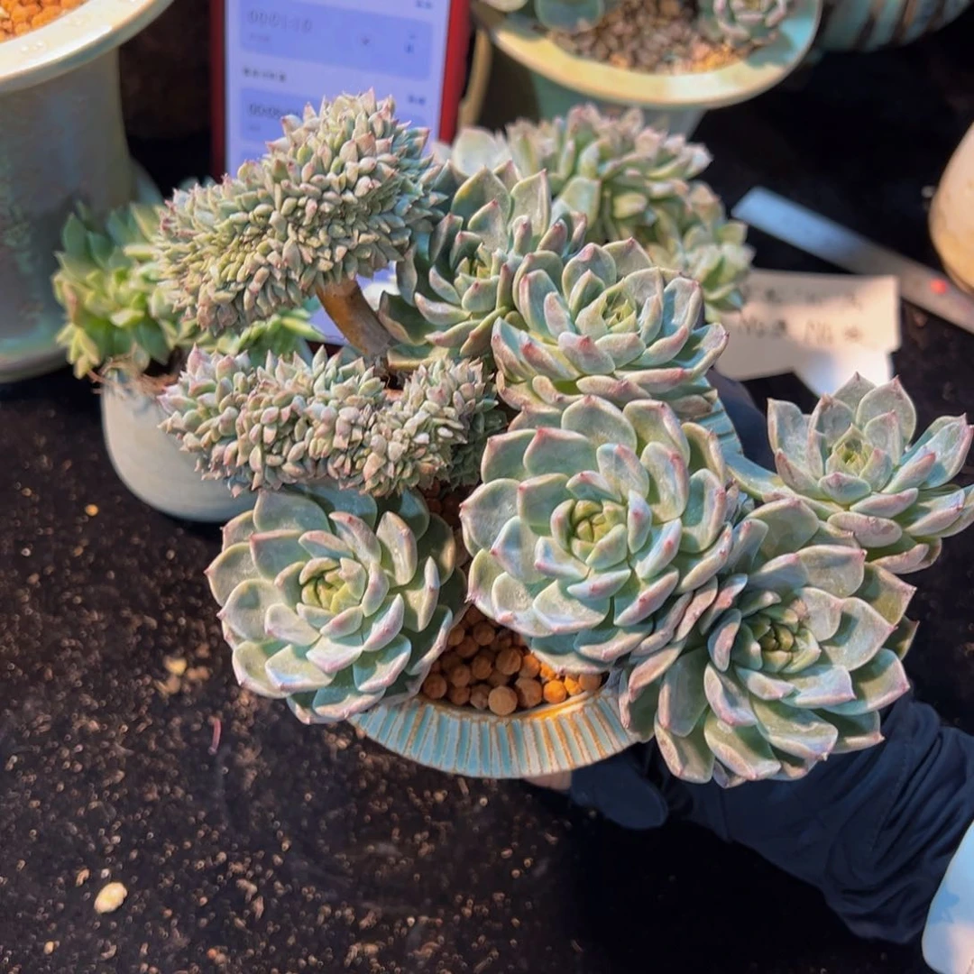 李*珊天天开心 天天开心