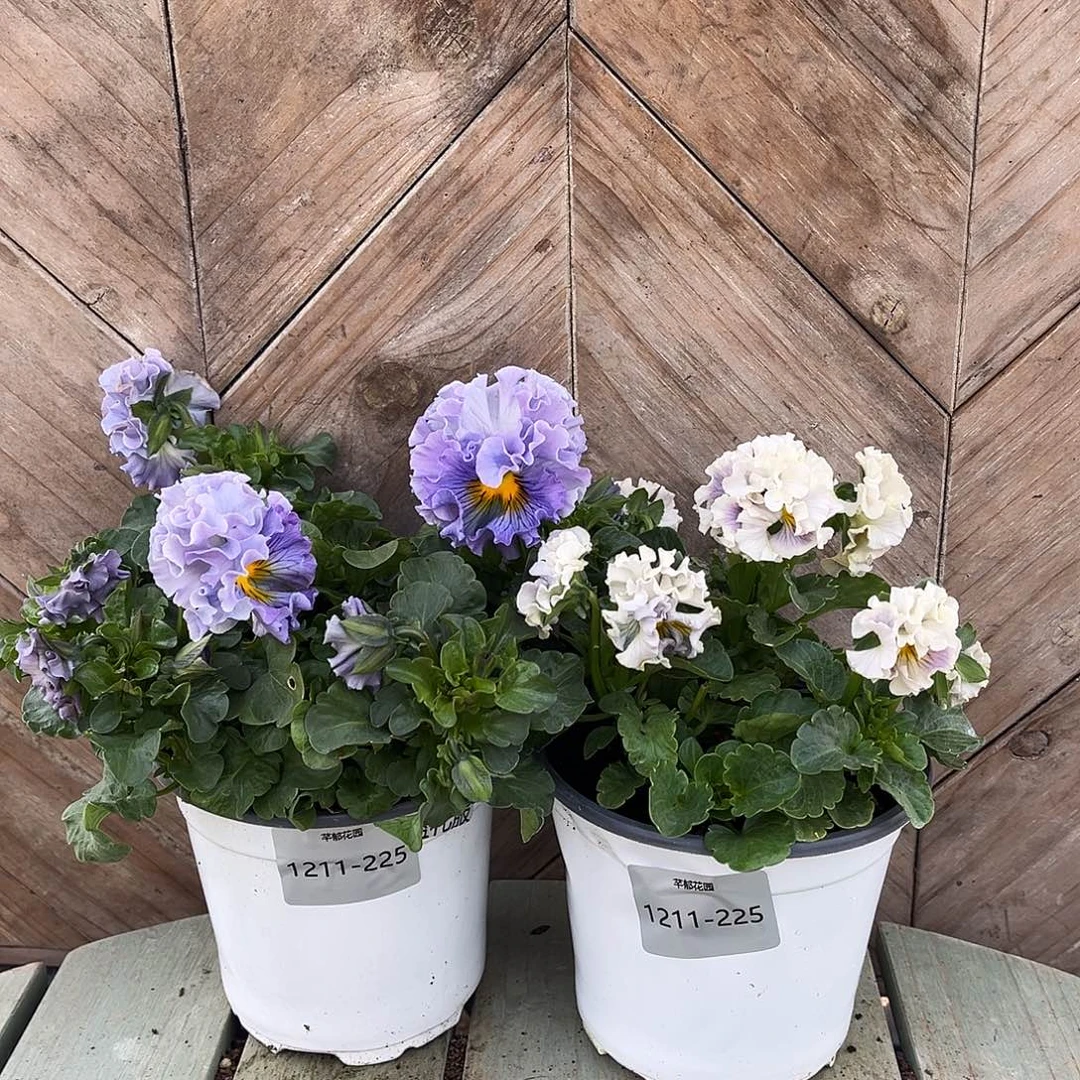 完全开放1211-225