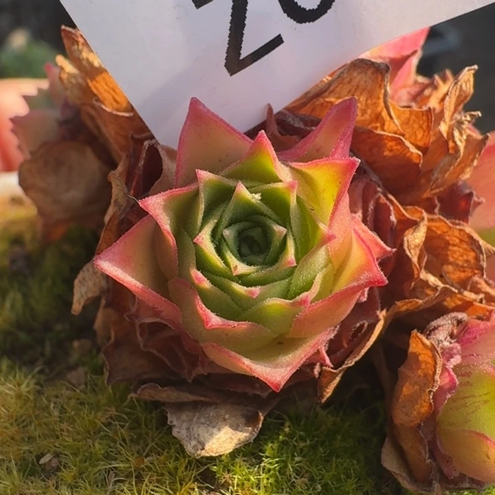 朱024。 九天骄龙侧芽。