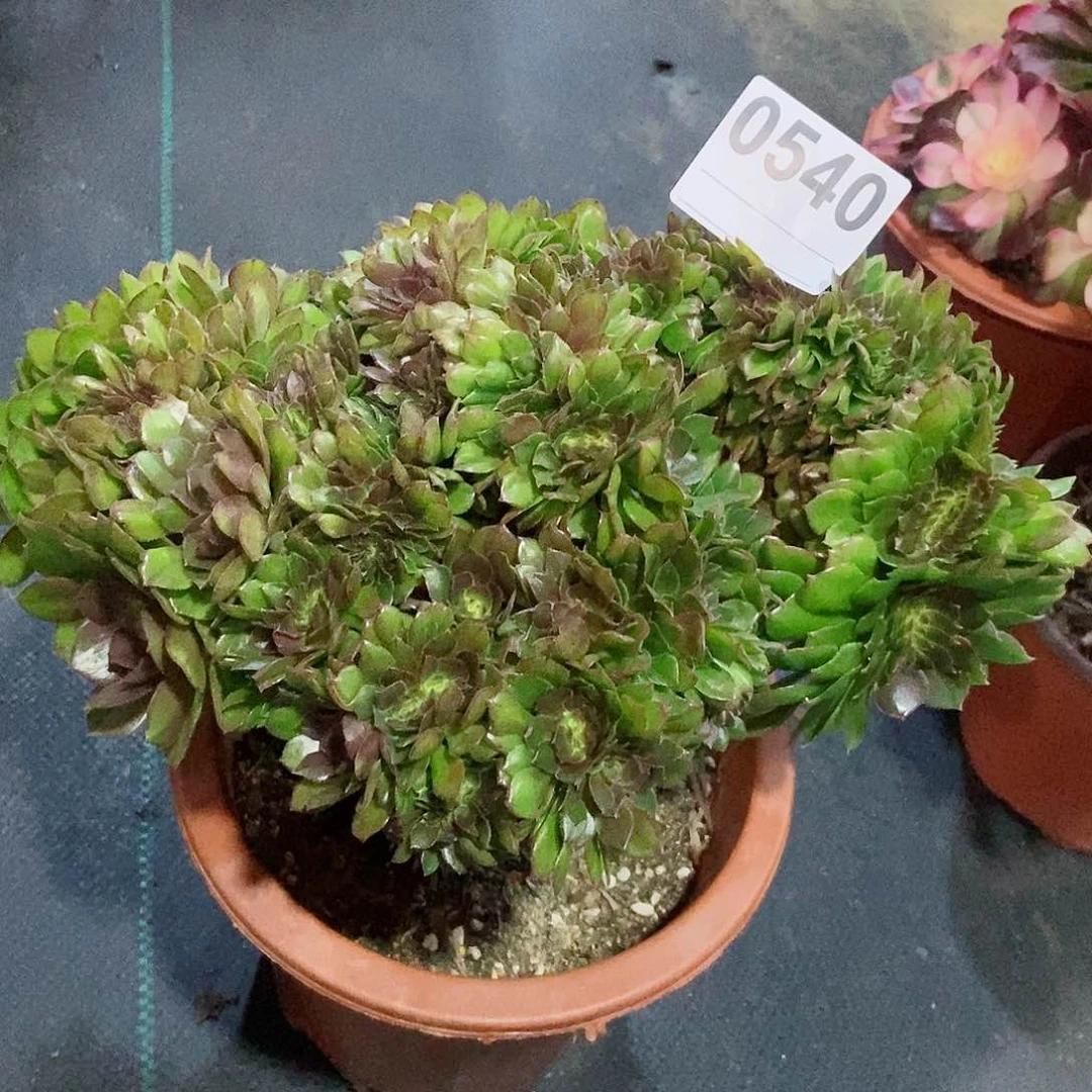红陶0540万缀4多肉