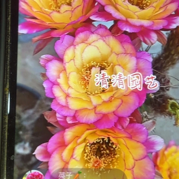 清清苏乞儿根小球尺寸3加瑕疵