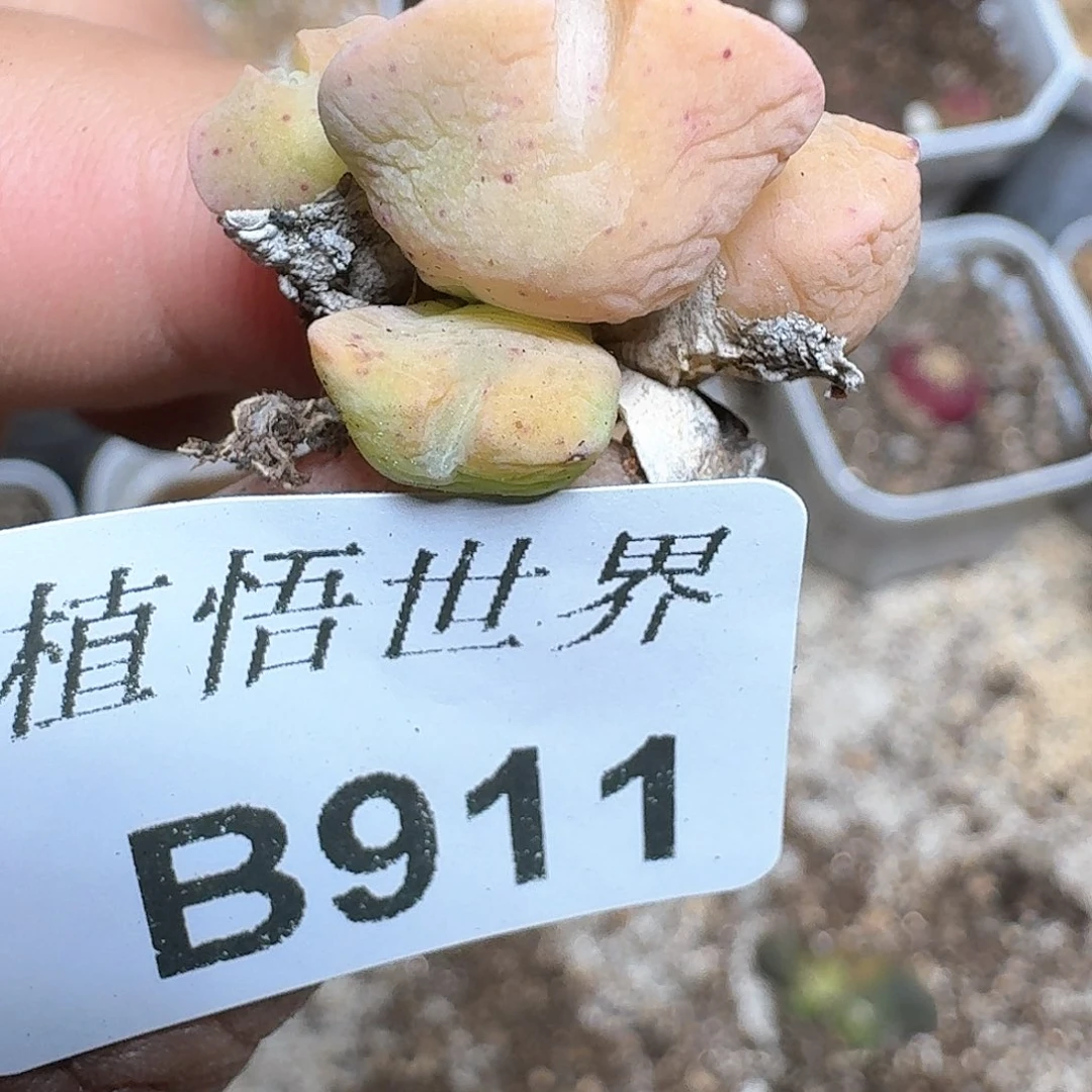 911盒多肉哇多肉植物哇d c