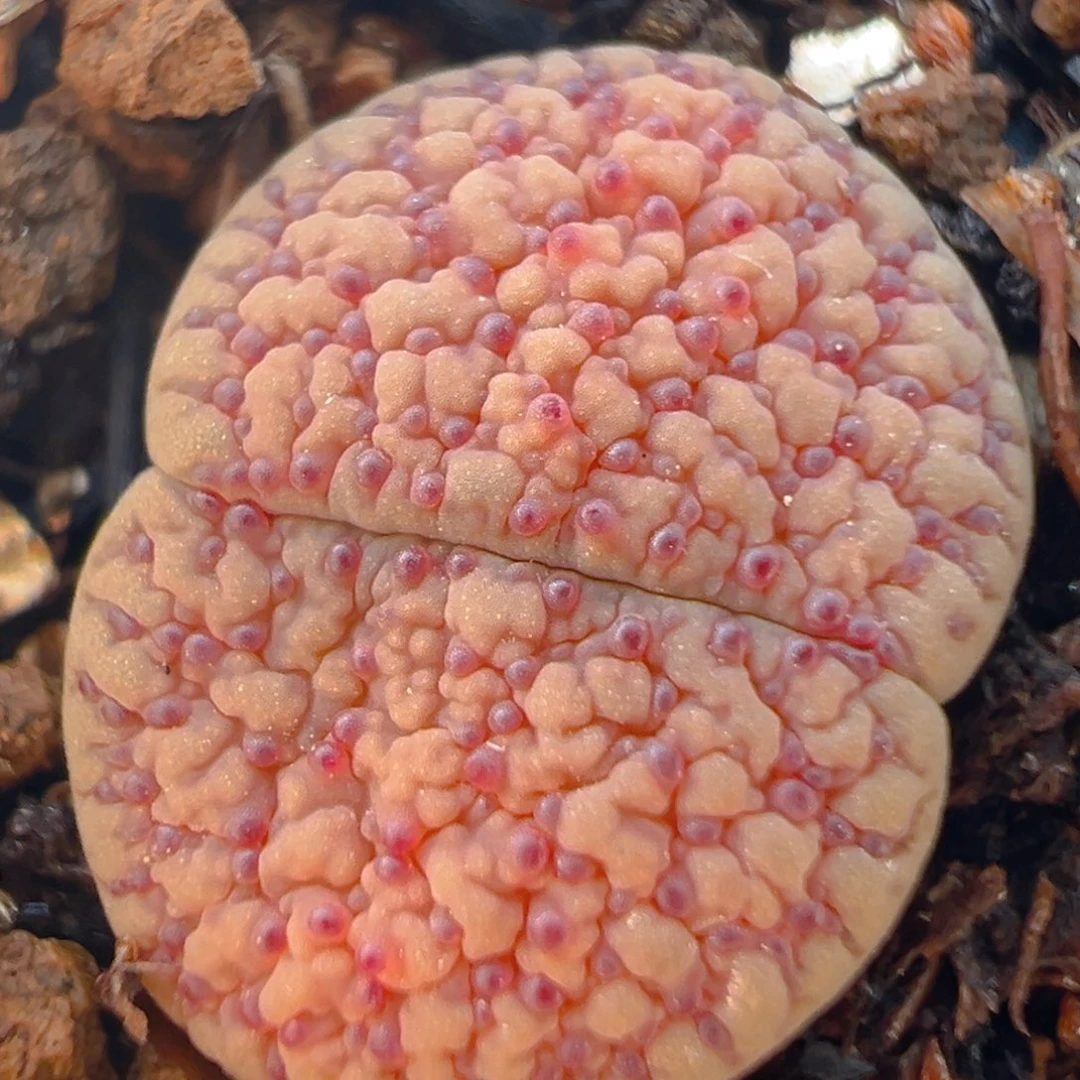 1001多肉植物百科知识