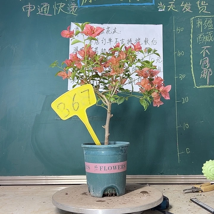 当前无花栽培后可以开花 酒红  367