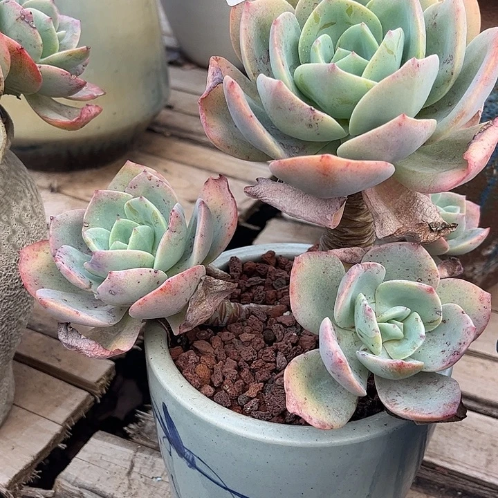 ۵***࿐548白凤脱土发货不退不换