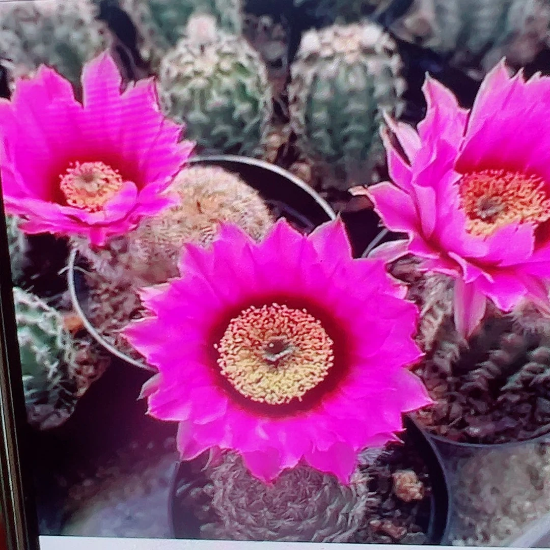 折墨虾 侧芽 满20包邮