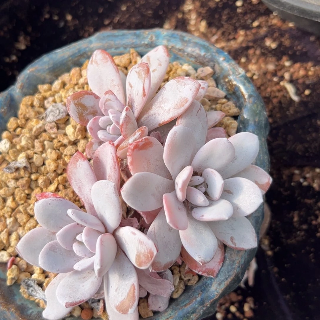 雪莲 新年快乐 新年快乐砍头