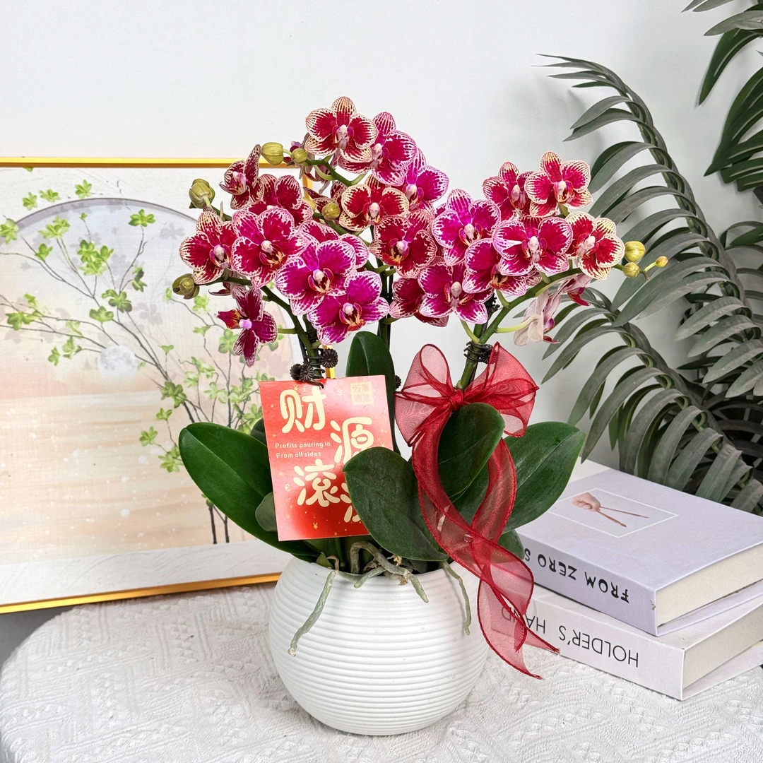 妗画【金边红宝石】蝴蝶兰花盆栽开花株 四季好养护绿植叶片