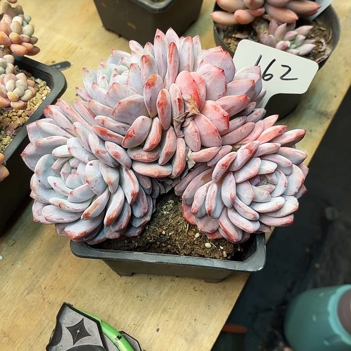 多肉植物，星影162号