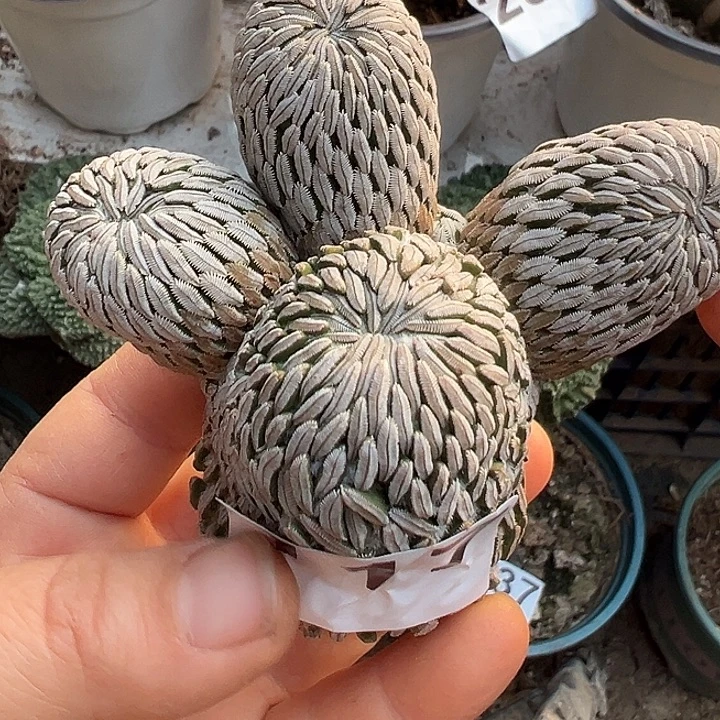 自根精巧丸群117仙人球开花