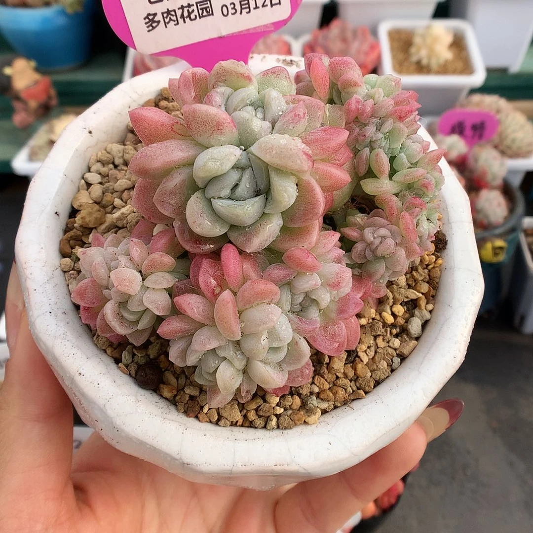 145月影系缀化多肉植物