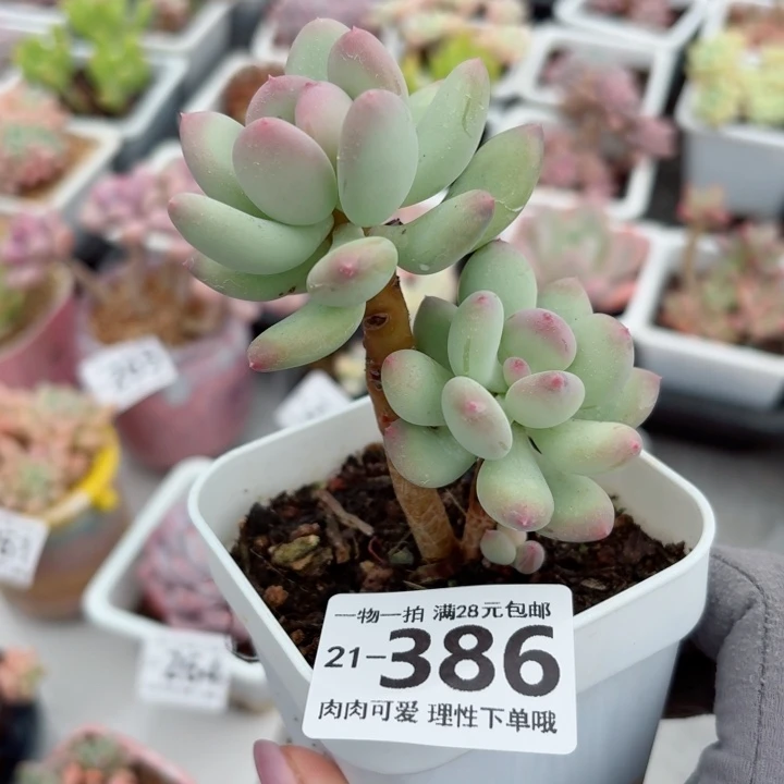 苹果奶多肉无盆土发货无盆土发货无