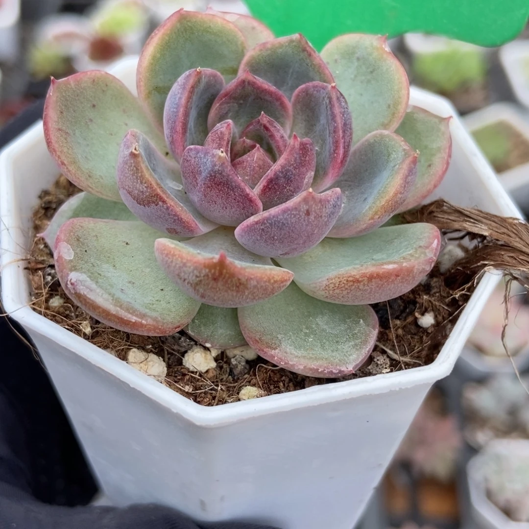 1660蓝莓多肉植物