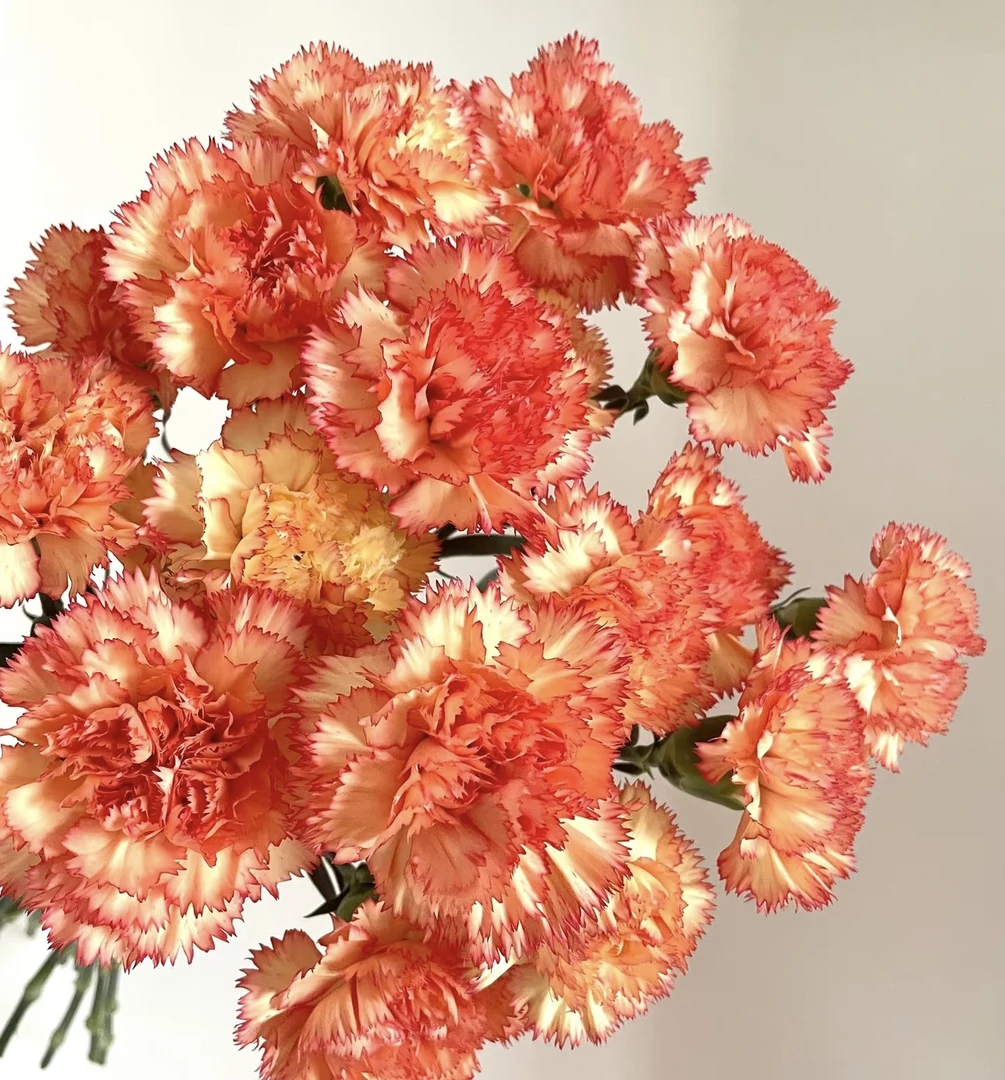 狂欢单头康乃馨20支昆明基地直发情人节送礼家庭插花