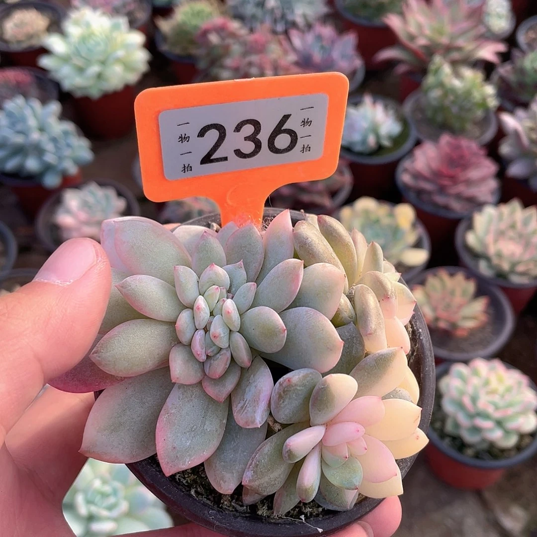 永***里236号多肉植物盆栽