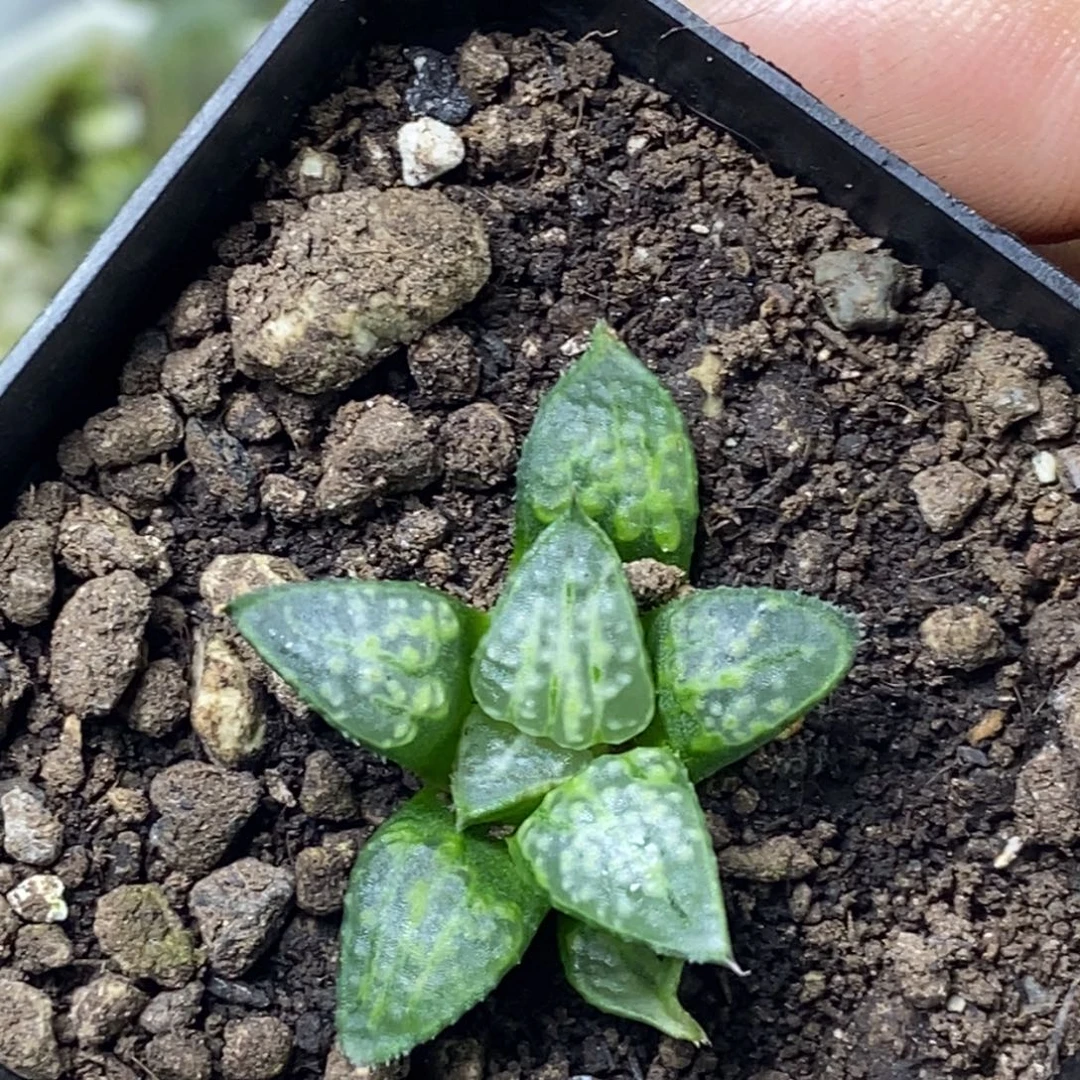 绿点点芭寿一物一拍