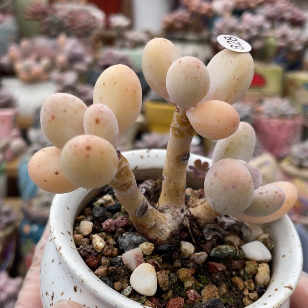 蛋黄奶酪多肉植物