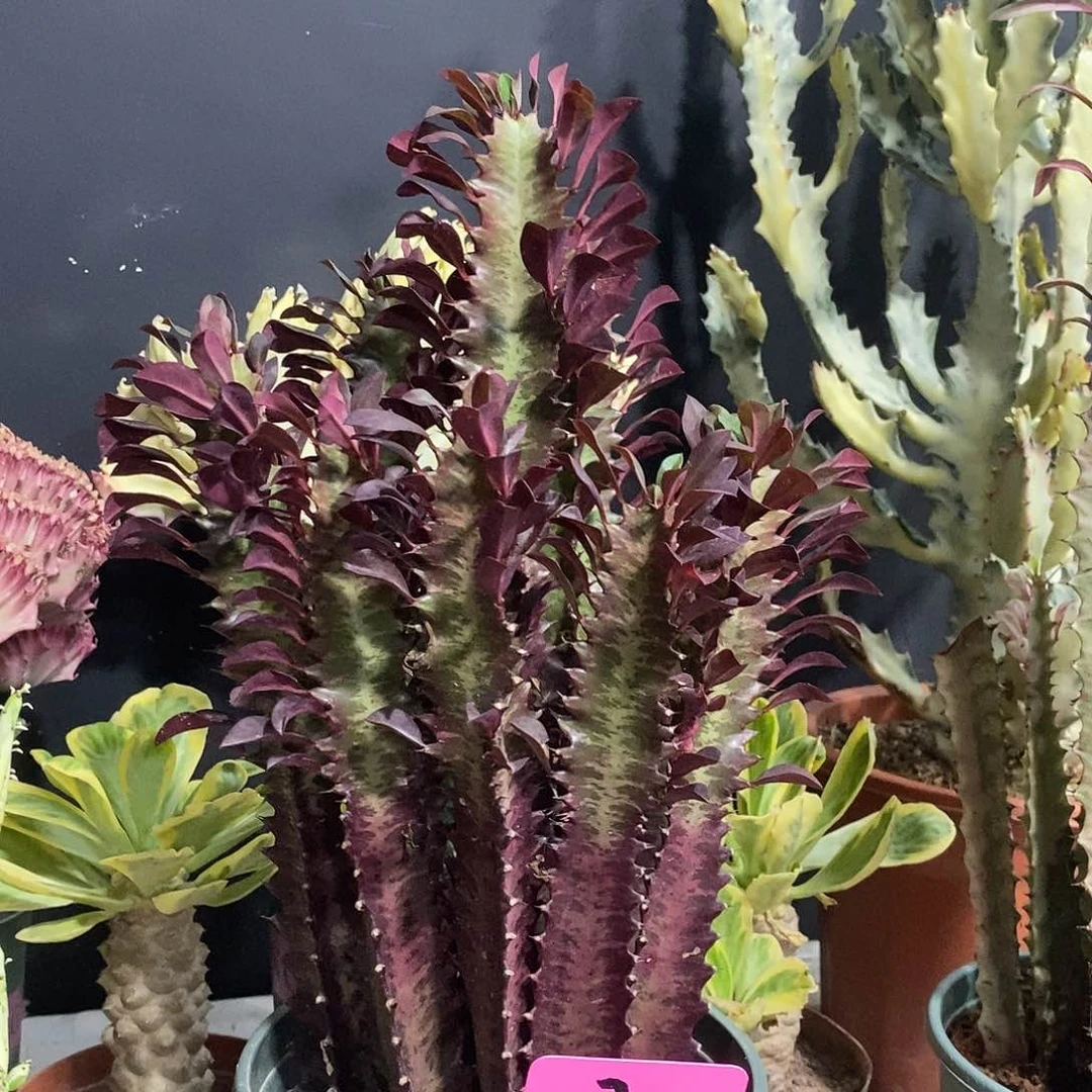 无花朵大红龙骨一物一拍