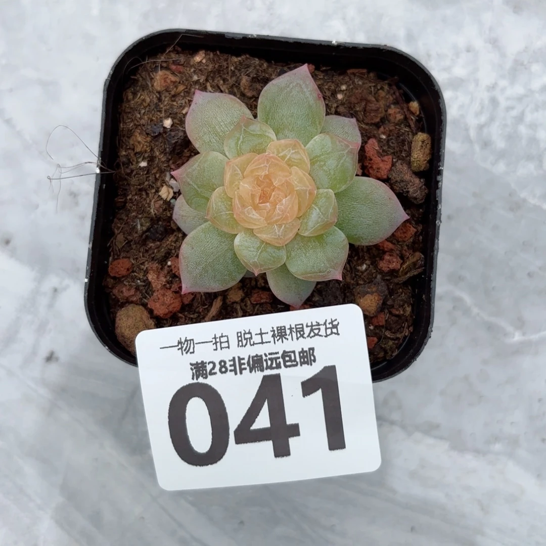 优选珍妮无盆土发货
