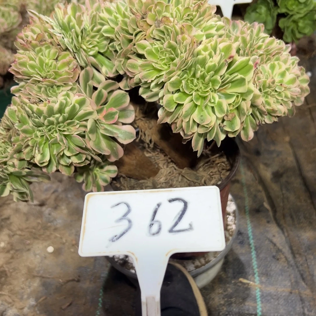 多肉植物粉女巫缀花362