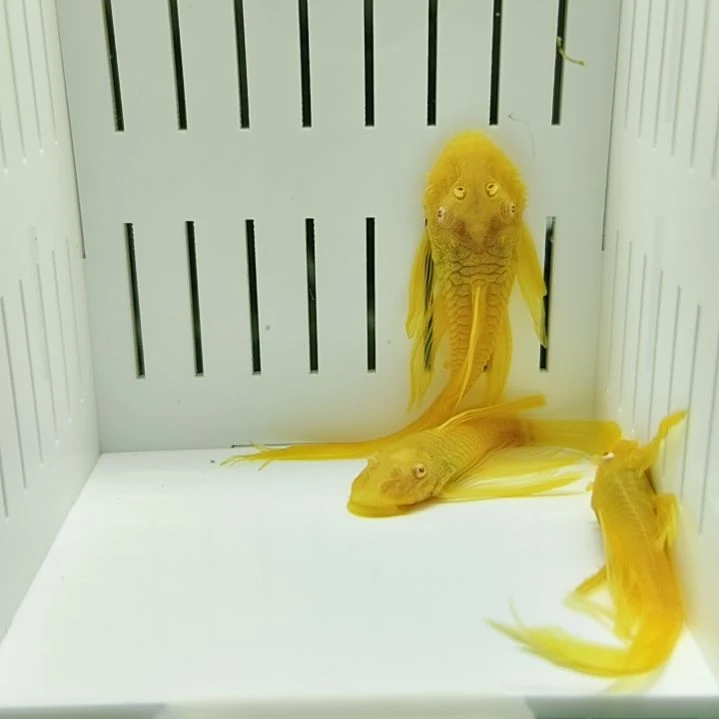 工具鱼7+黄金大帆3个