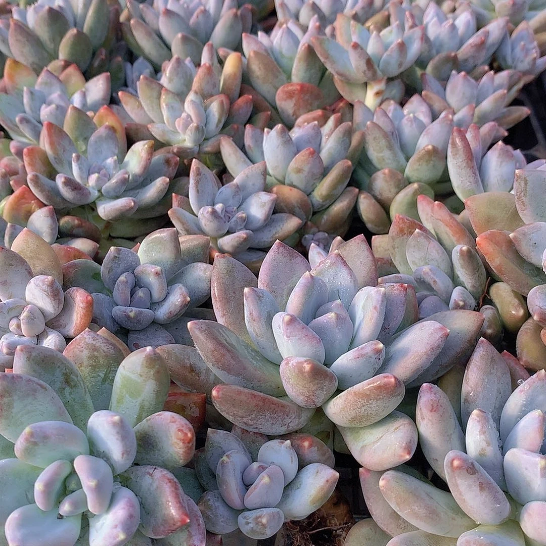 三色美人234567788rty