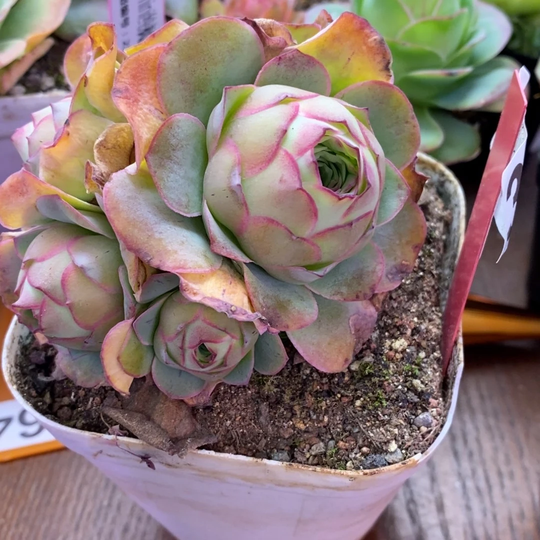 红陶小柒一物一拍355