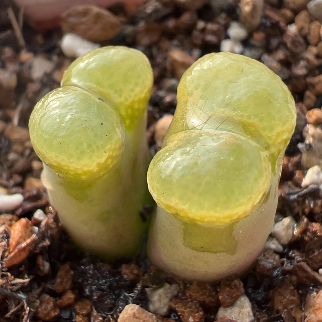 芭比粉极窗多肉百科