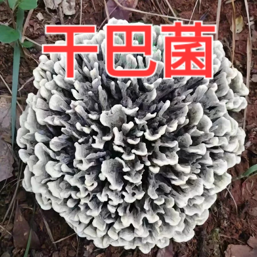 云南山珍 野生菌【干巴菌】新鲜现炸 开瓶即食 鲜香美味 顺丰包邮