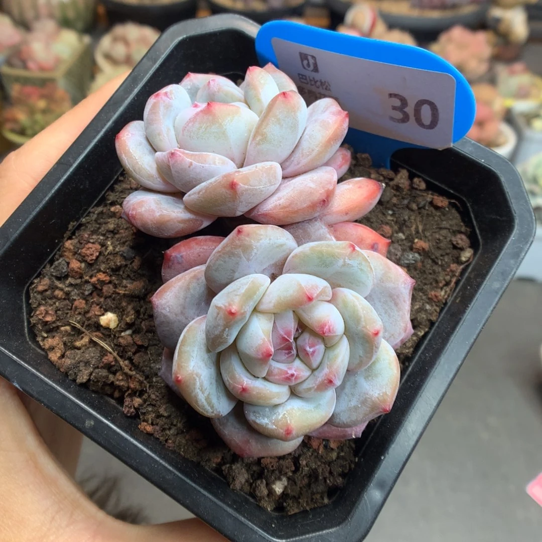 30双头星影多肉植物