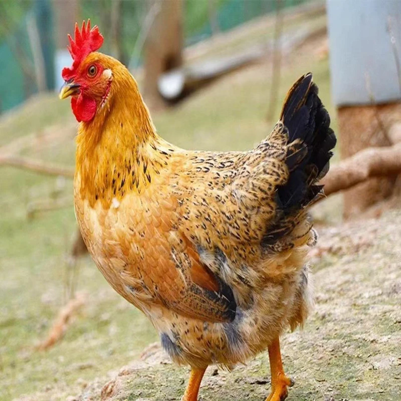 两年土老母鸡正宗农家笨鸡宰杀后2.5斤/只发三只