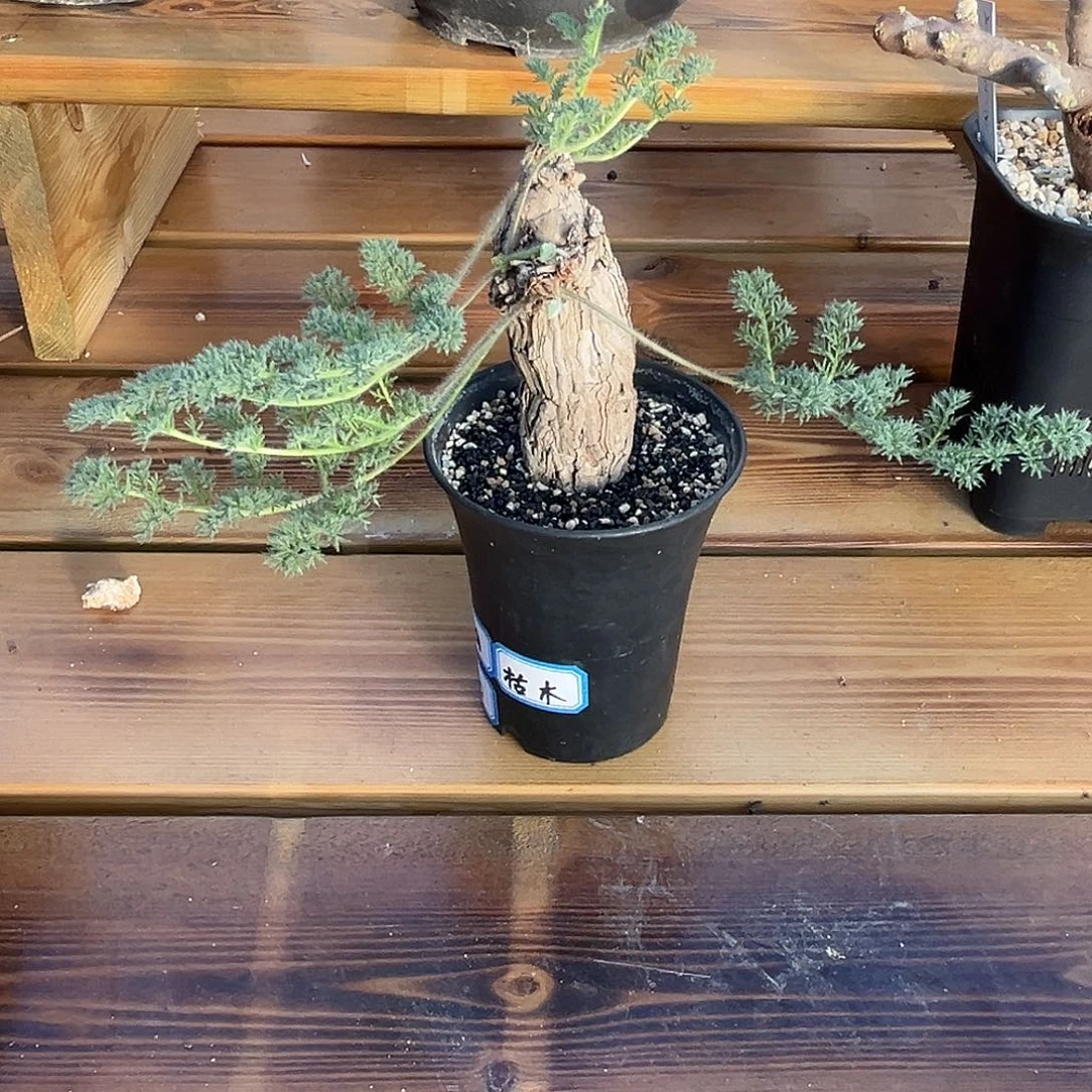 优选枯木洋葵，养定