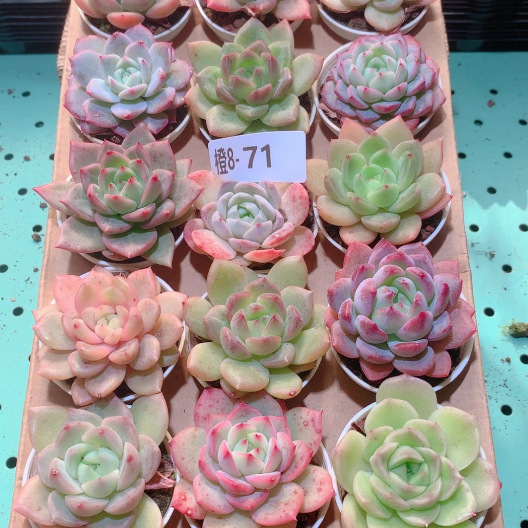 8-71一物一拍多肉带盆18颗