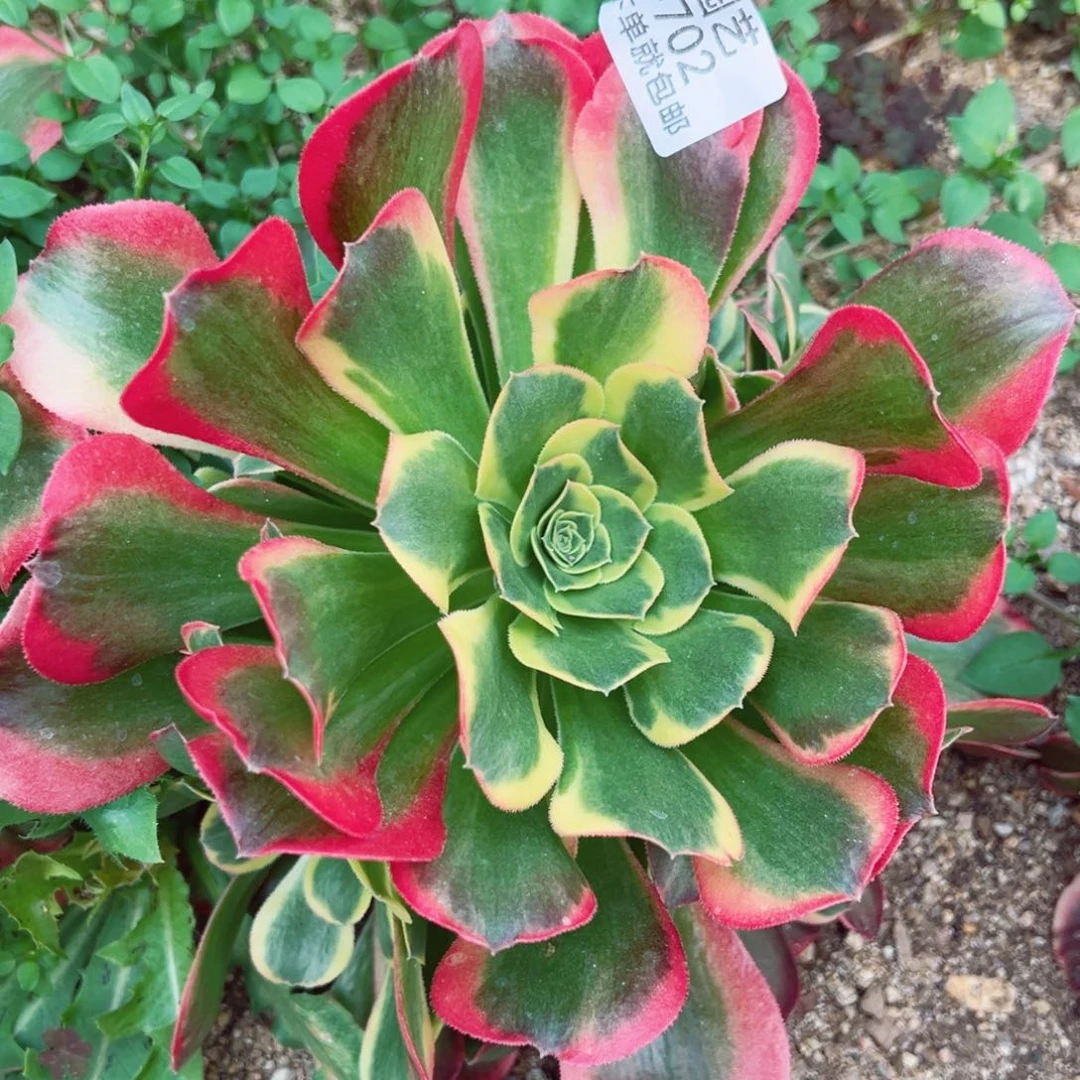 特斯拉手捧多肉植物702