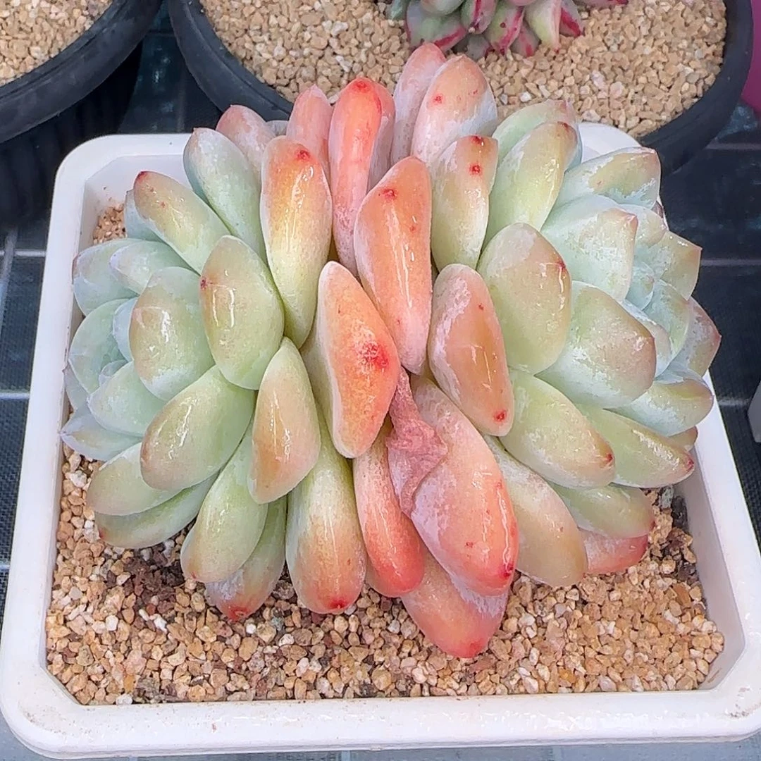 从前慢花园精选冰玉