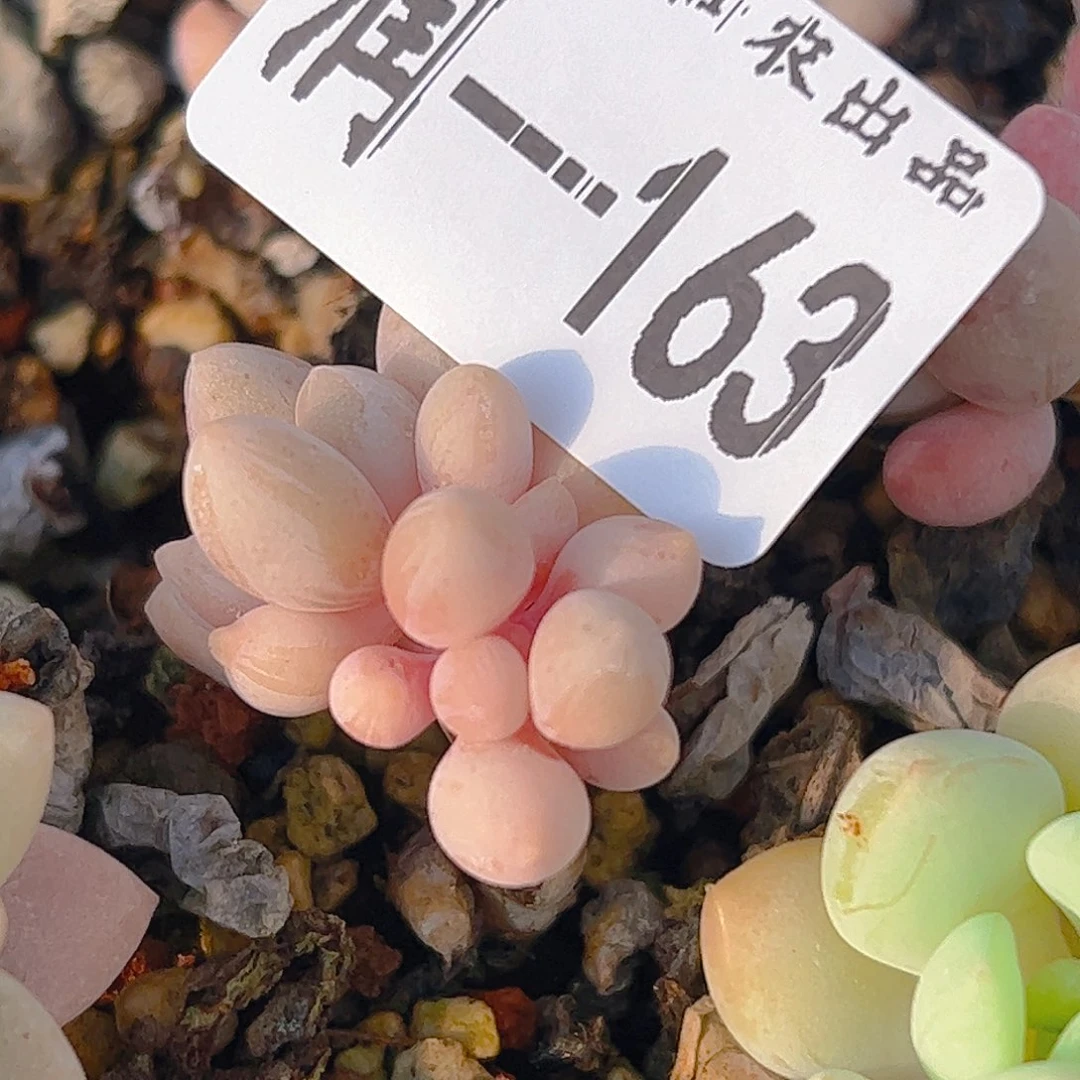 旺****·龙珠，163，仙农出品