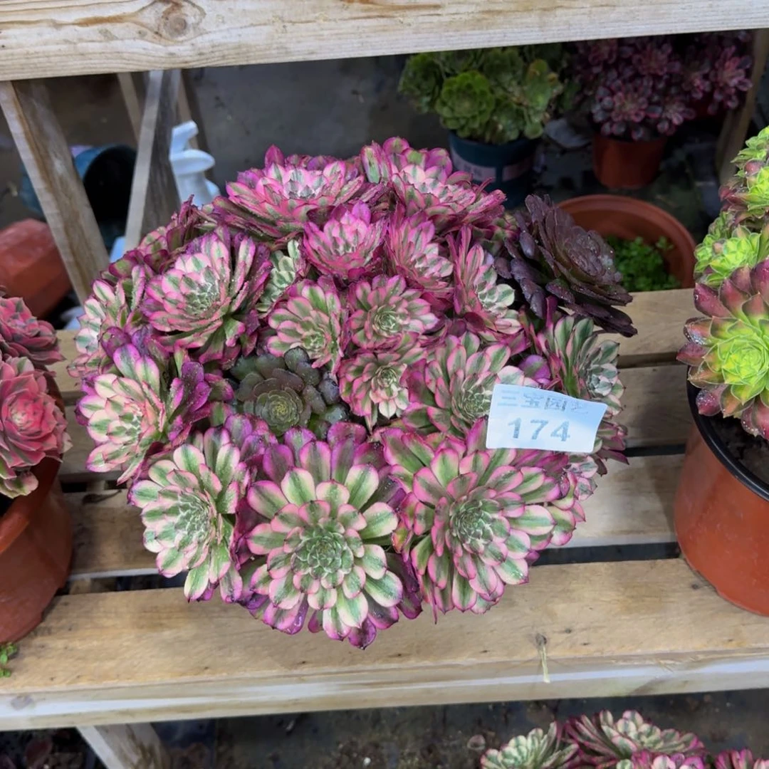 往****去多肉植物174辉煌