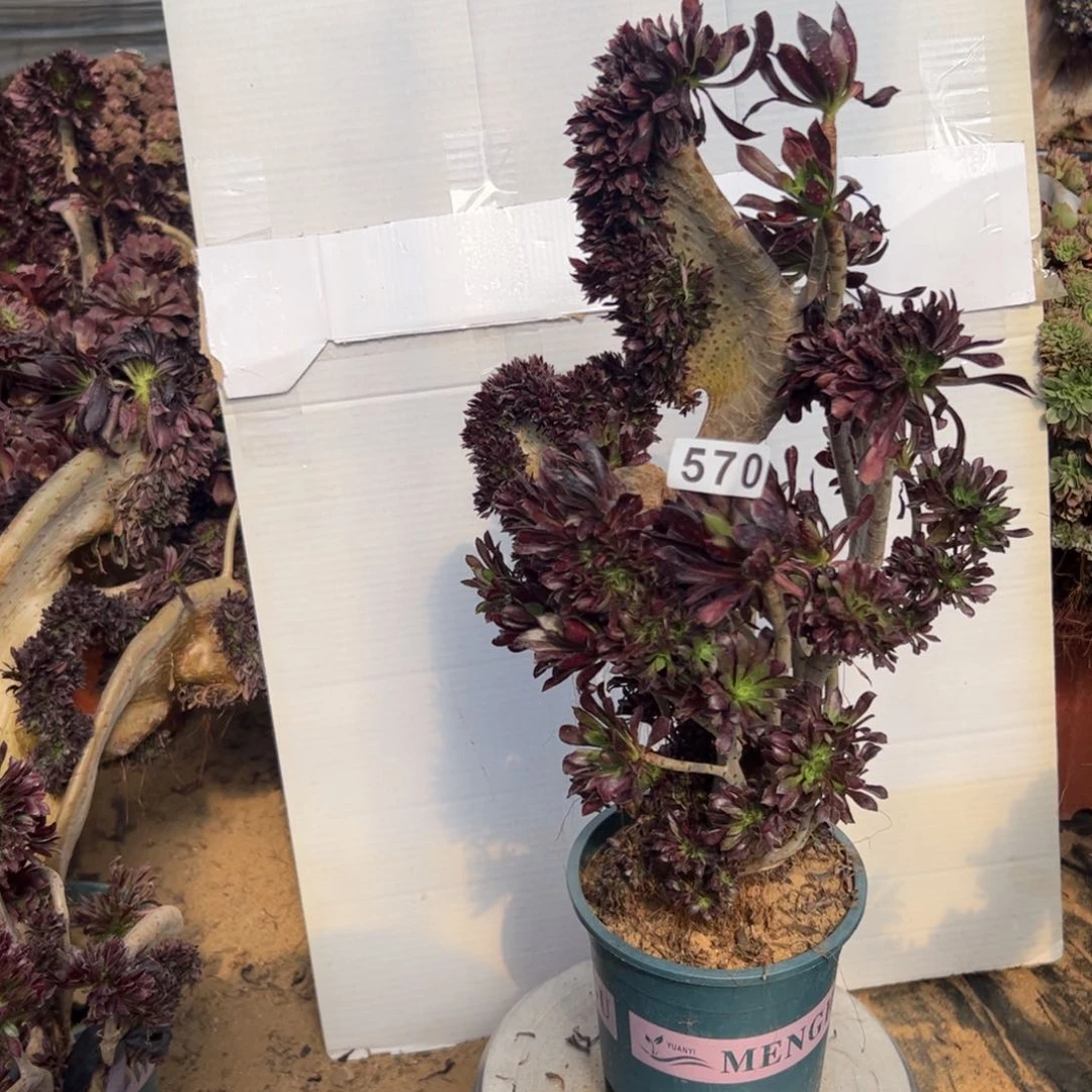 有伤黑缀570高45