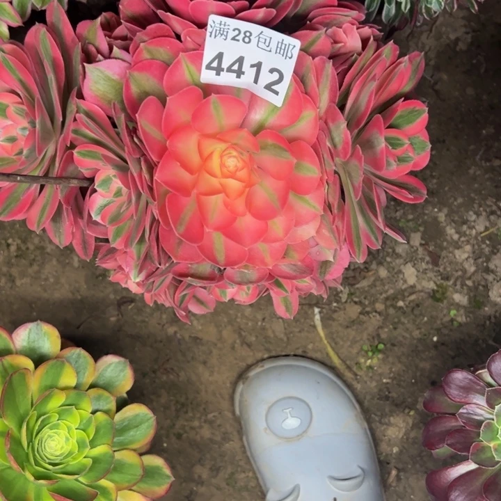 4412女巫多肉植物