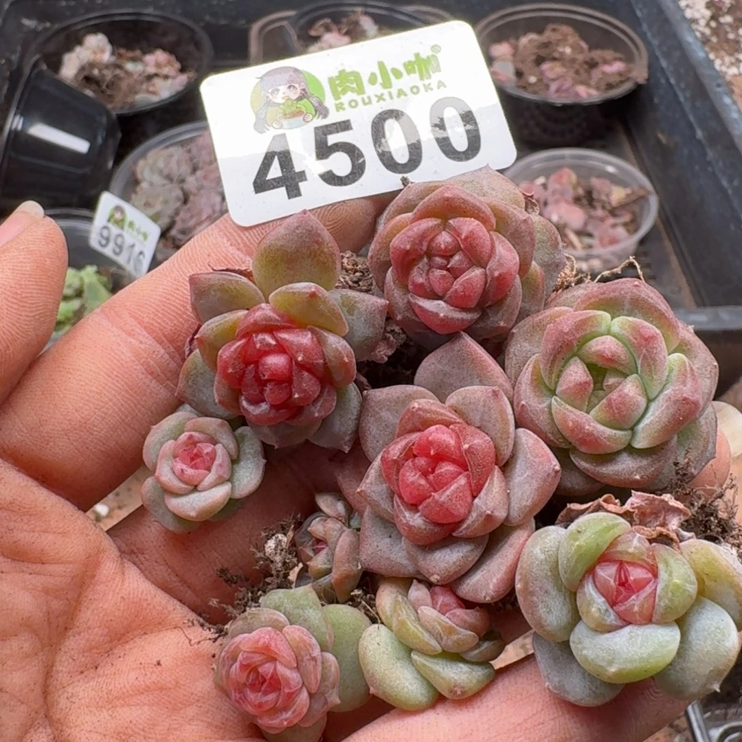 Q***笑多肉植物多肉植物