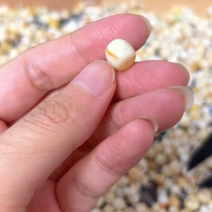 裸石蜜蜡未镶嵌9mm一个