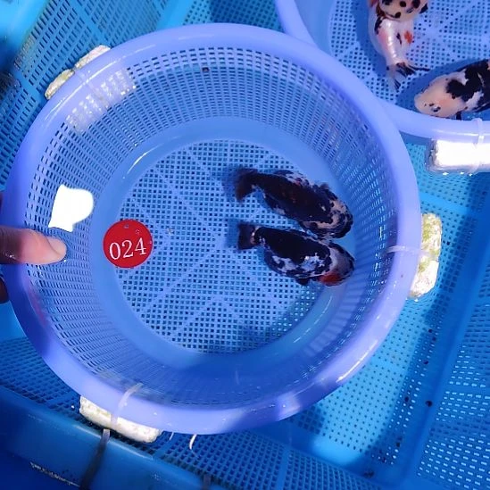 长***板金鱼024兰寿两只特价顺丰包邮