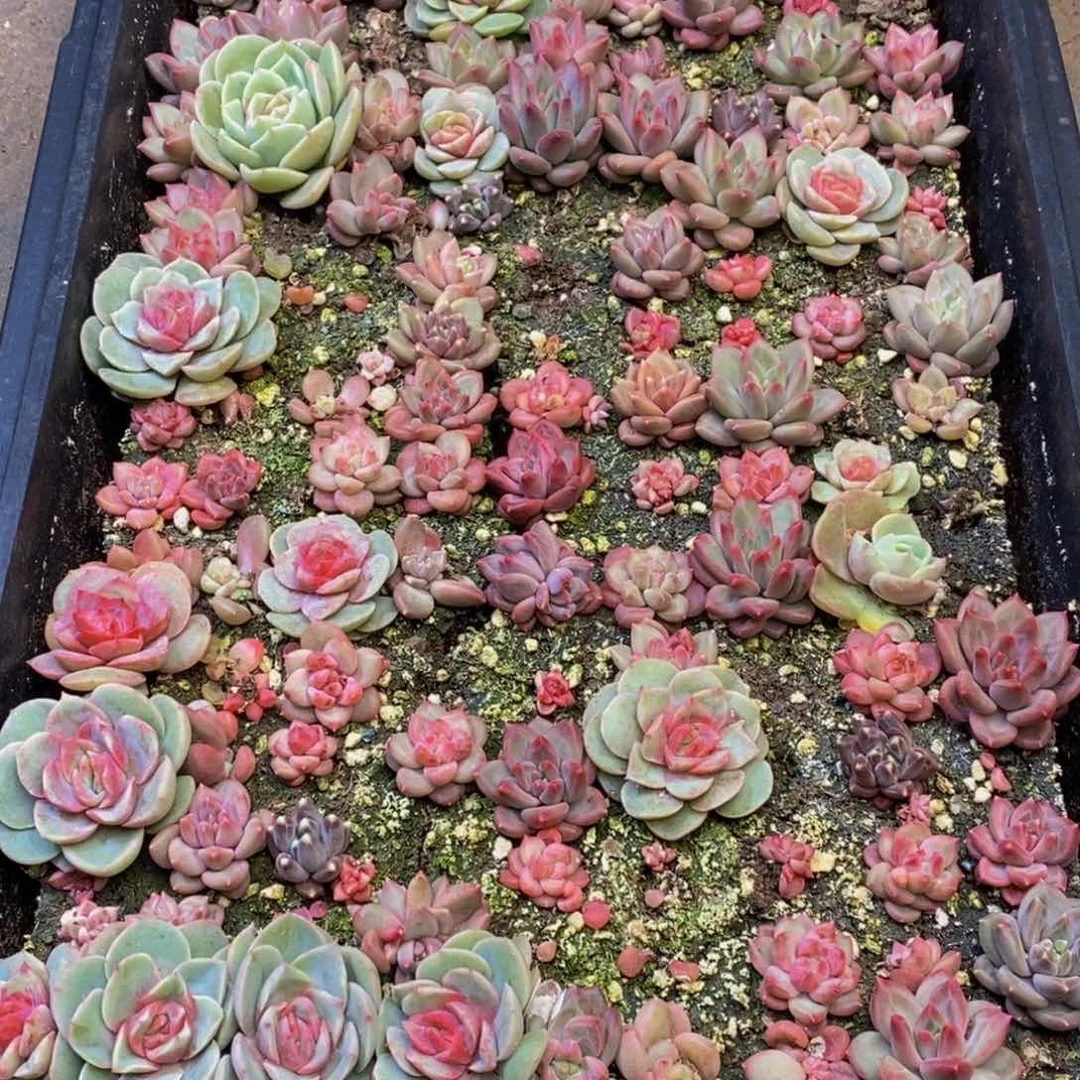 Y****羊734多人在一起的时候