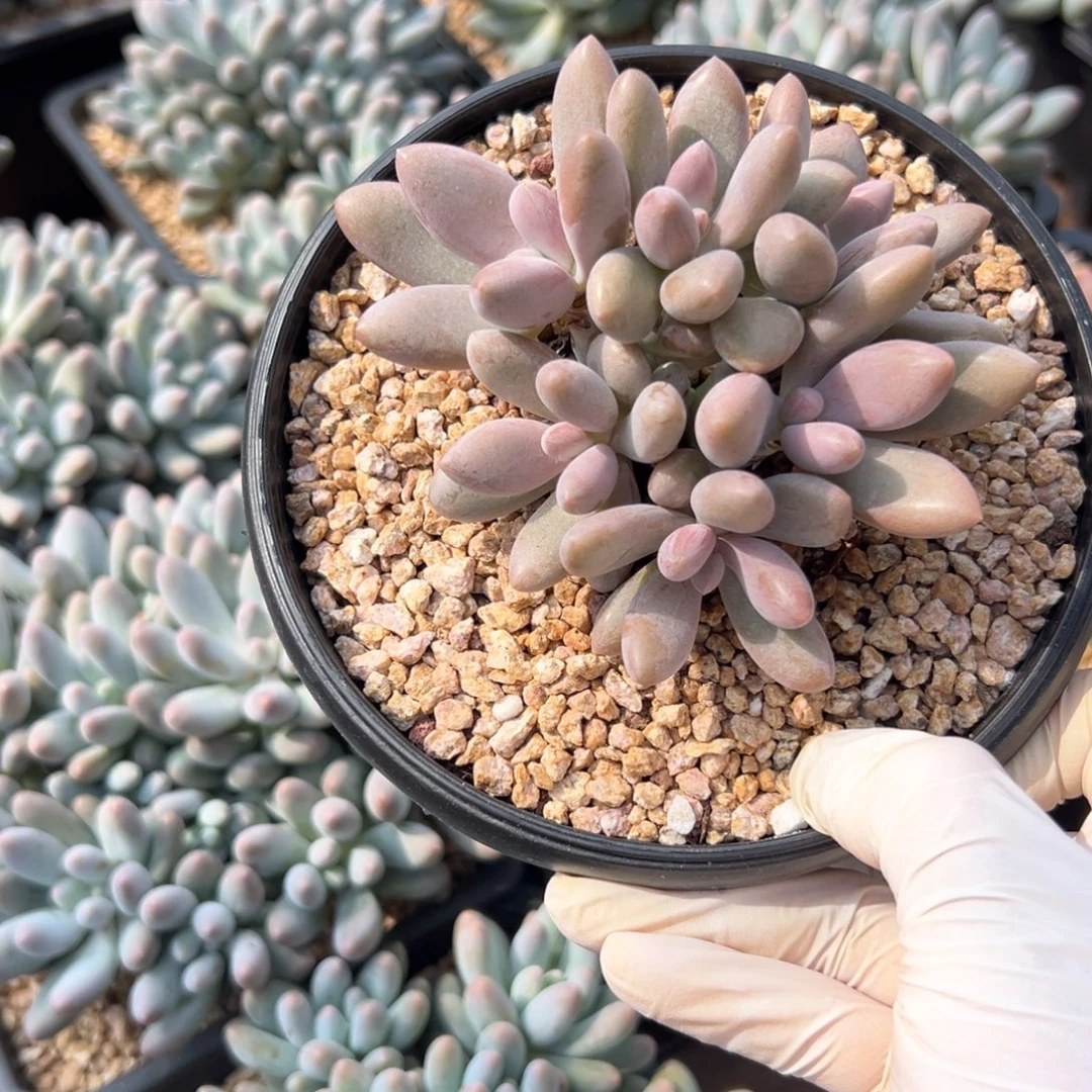 原始虞美人1111111111111111