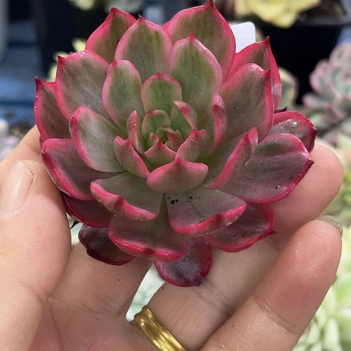 3987劳伦斯锦锦炸多肉