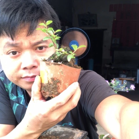 无花朵盆景盆栽植物